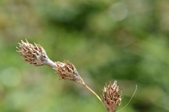 Carex tetrastachya