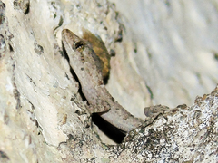 Mediodactylus kotschyi