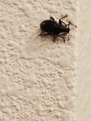 Otiorhynchus meridionalis
