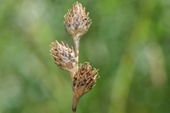 Carex tetrastachya