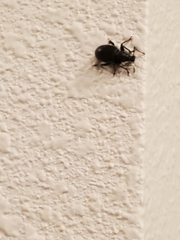 Otiorhynchus meridionalis
