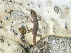 Mediodactylus kotschyi