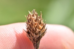 Carex tetrastachya