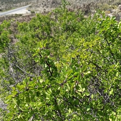 Prunus fremontii