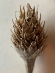 Carex tetrastachya