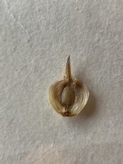 Carex tetrastachya
