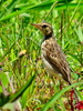 Southern African Pipit - Photo (c) Peter Vos, some rights reserved (CC BY-NC), uploaded by Peter Vos
