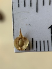 Carex tetrastachya
