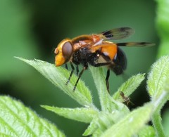 Volucella inflata