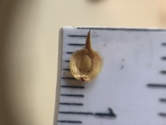 Carex tetrastachya