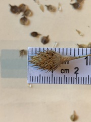 Carex tetrastachya