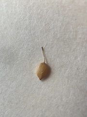 Carex tetrastachya