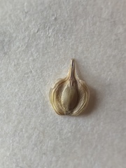 Carex tetrastachya