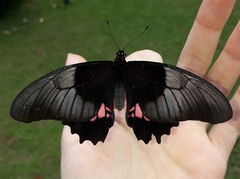 Heraclides anchisiades capys