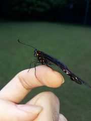 Heraclides anchisiades capys