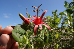 Passiflora murucuja