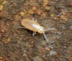 Cyphoderus albinus