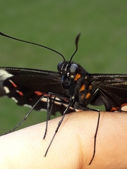 Heraclides anchisiades capys