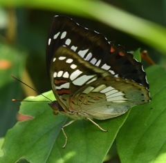 Euthalia adonia pinwilli