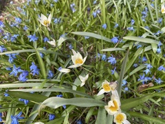 Tulipa bifloriformis