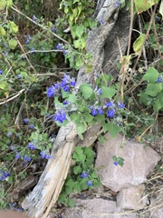Salvia pinguifolia