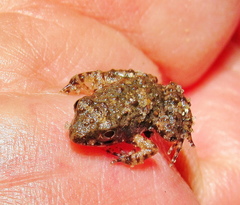 Phrynobatrachus natalensis