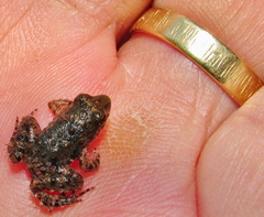 Phrynobatrachus natalensis