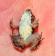 Phrynobatrachus natalensis