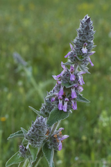 Stachys germanica