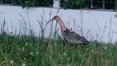 Theristicus melanopis