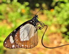 Amauris ochlea ochlea