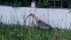 Theristicus melanopis