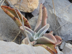 Thompsonella minutiflora