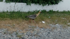 Theristicus melanopis