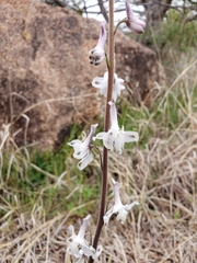 Delphinium carolinianum