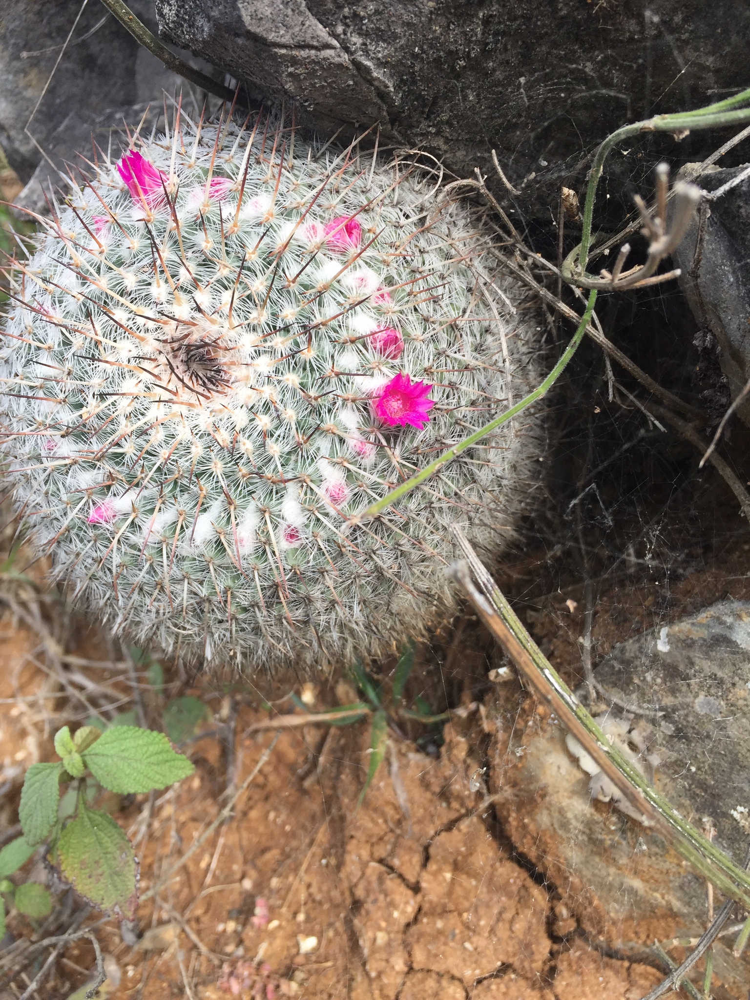Mammillaria hahniana