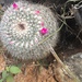 Old Woman Cactus - Photo (c) Esteban Munguia, some rights reserved (CC BY-NC), uploaded by Esteban Munguia