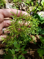 Floerkea proserpinacoides