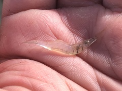 Palaemon kadiakensis