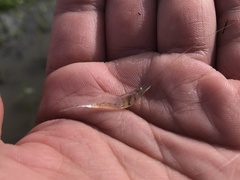 Palaemon kadiakensis