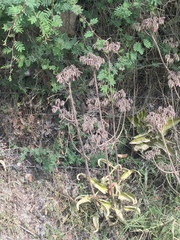 Kalanchoe daigremontiana