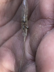 Palaemon kadiakensis