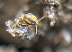 Sminthurinus elegans