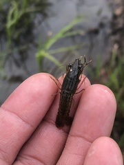 Palaemon kadiakensis