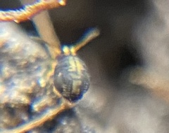 Sminthurinus elegans