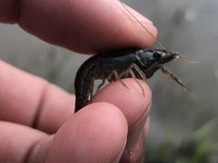 Palaemon kadiakensis