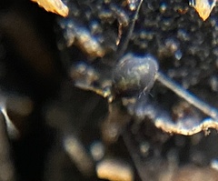 Sminthurinus elegans