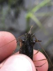 Palaemon kadiakensis