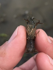 Palaemon kadiakensis