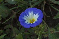 Convolvulus tricolor